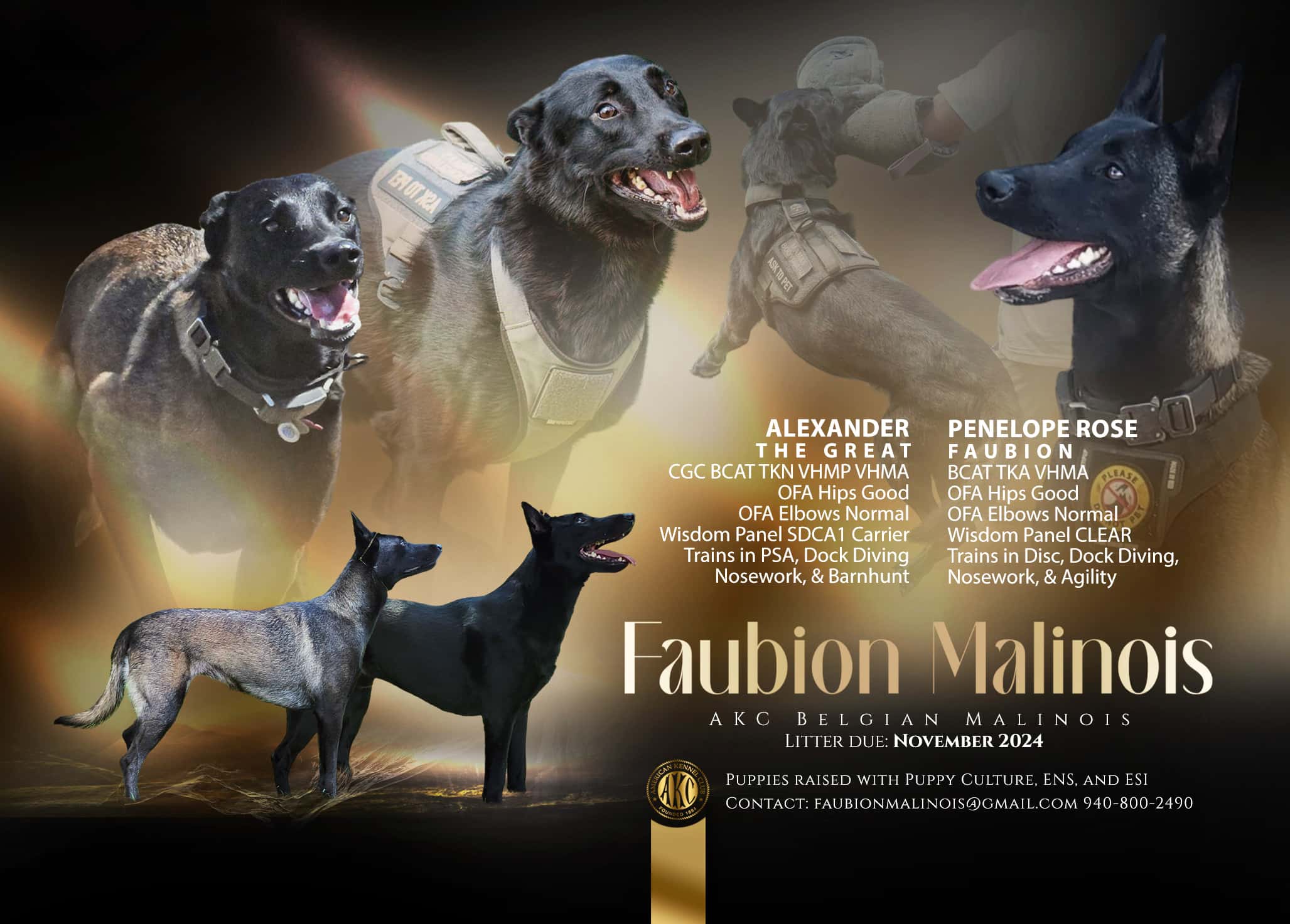 Alexander The Great and Penelope Rose Faubion litter advertisement - Belgian Malinois