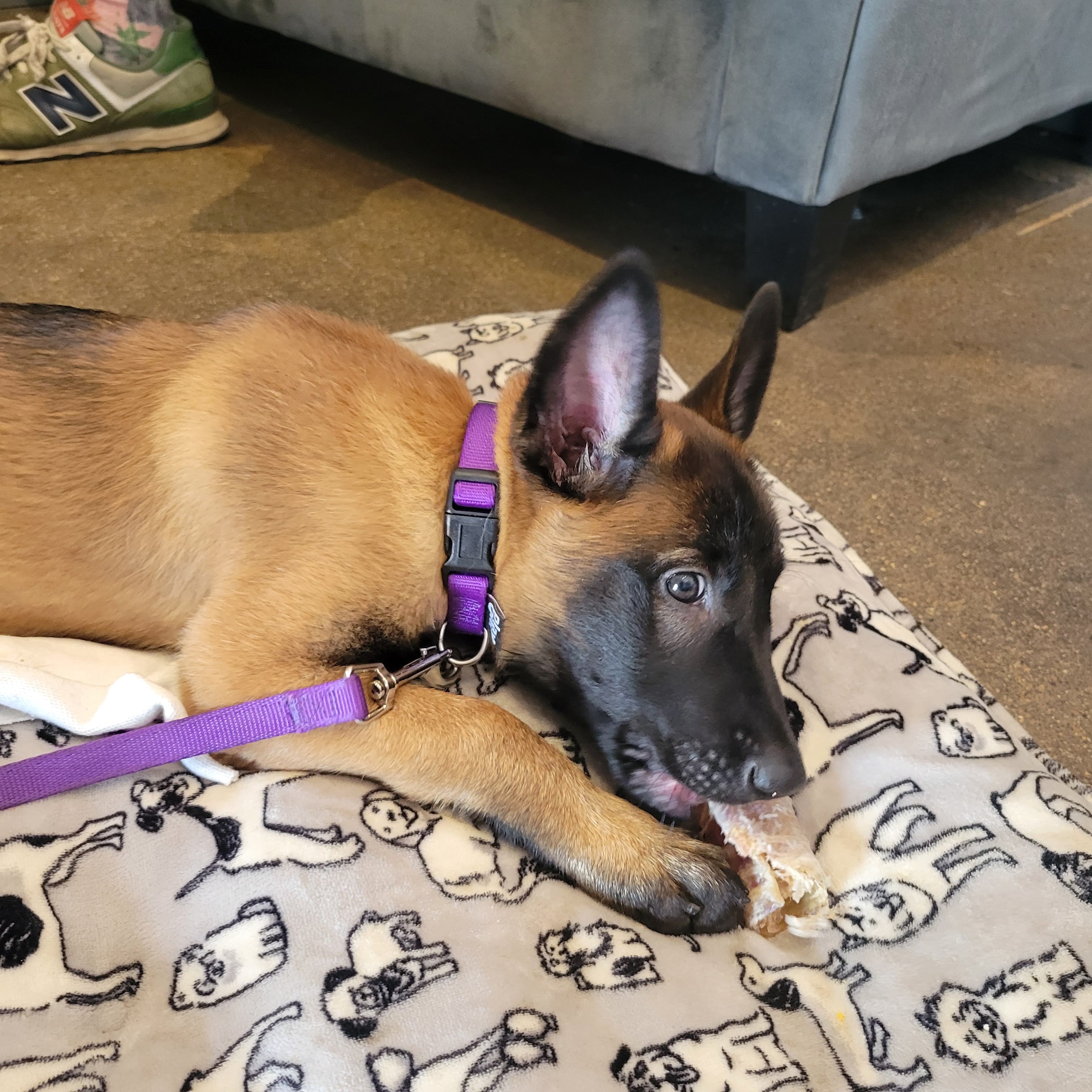 Belgian Malinois puppy chewing raw hide