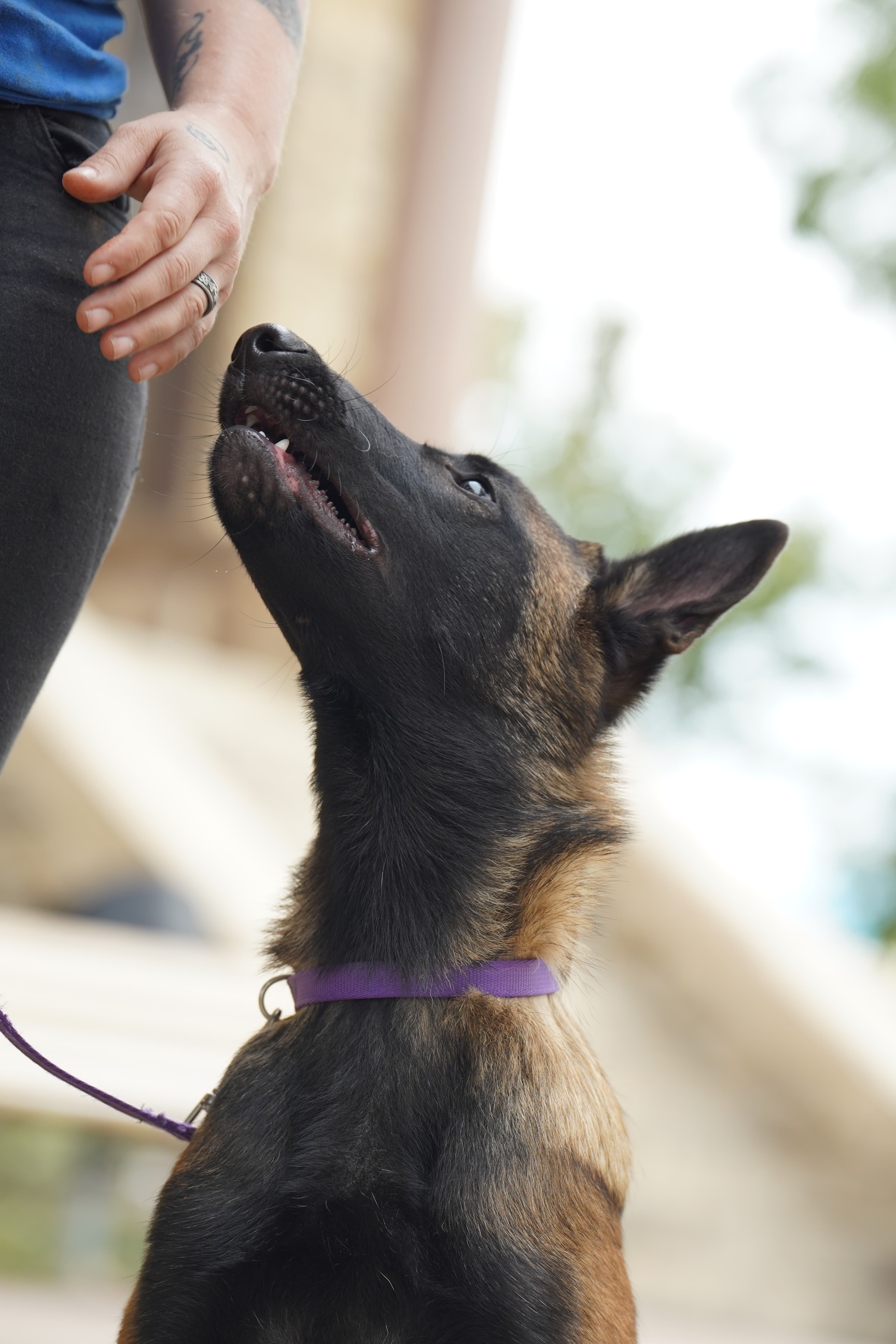 Belgian Malinois Dog