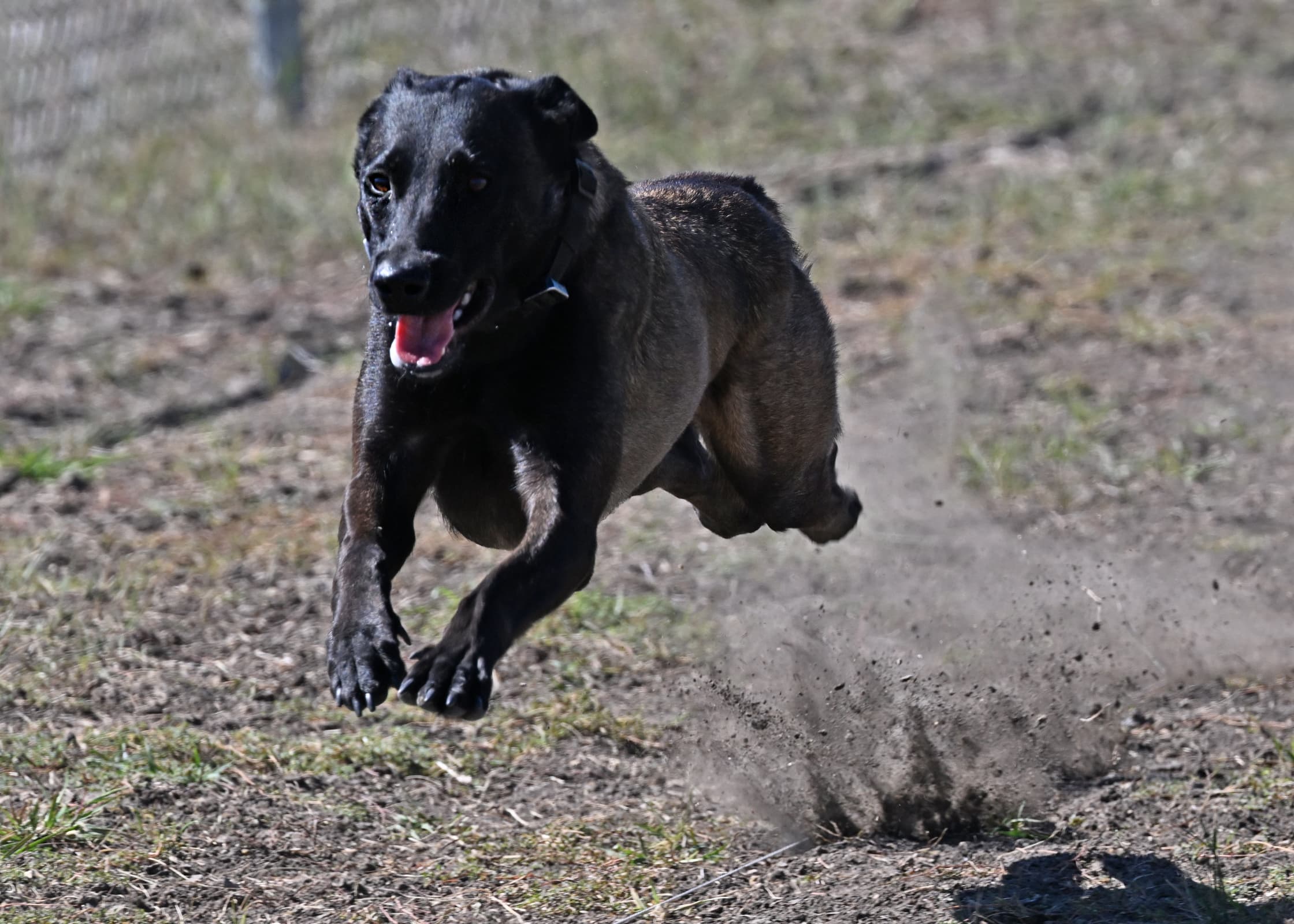 Penelope Rose Faubion running in a field