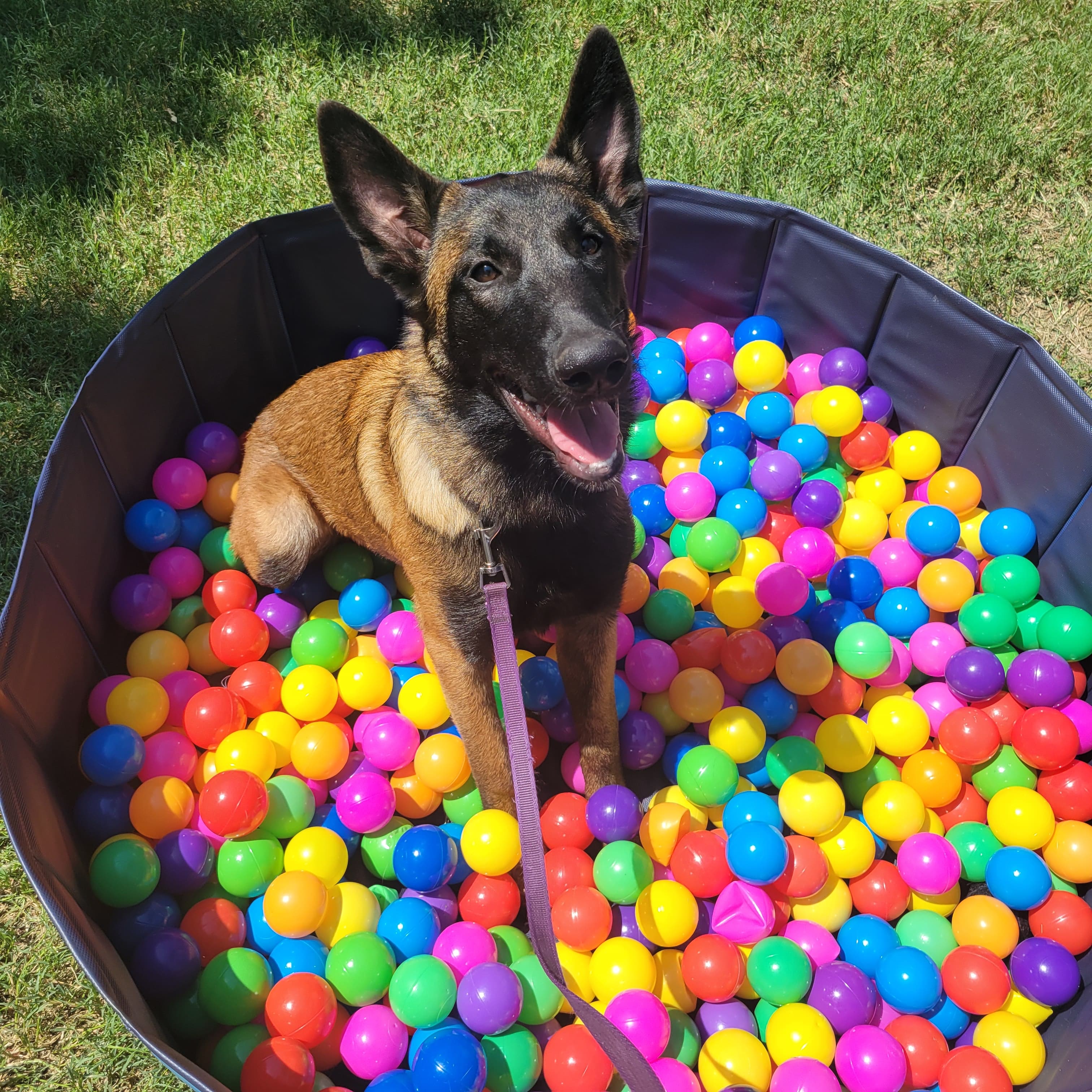 Belgian Malinois puppy playing with balls