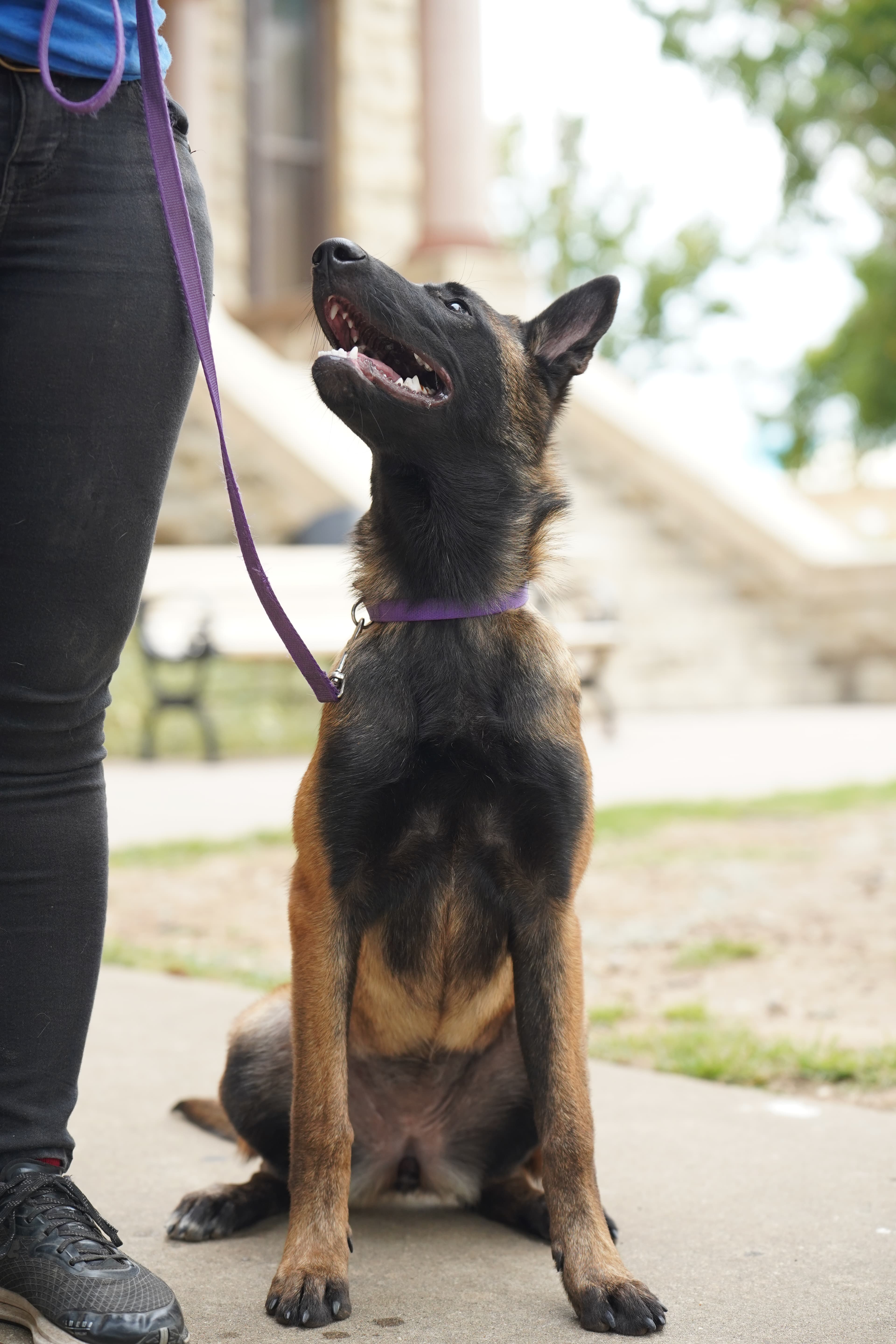 Belgian Malinois puppy sitting and healing